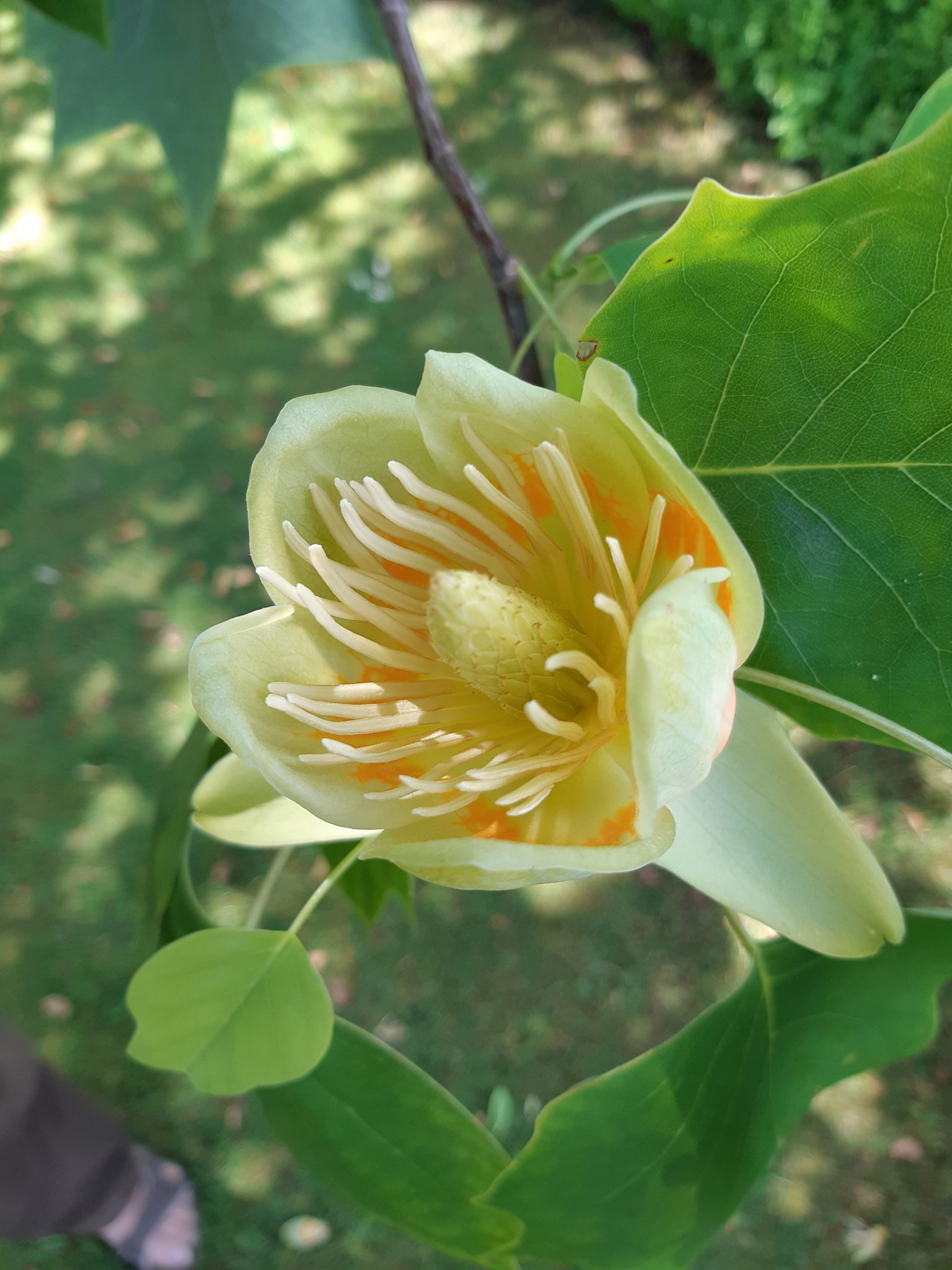 tulip tree - The Hospital of St Cross